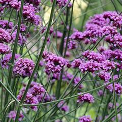 شاهپسند ارغوانی